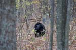 d5820__05-nov_16-39_shenandon_skyline_bear